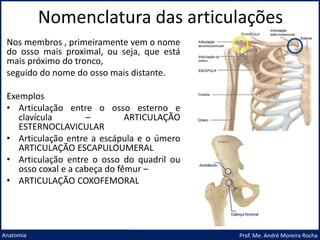 Nomenclatura das articulações
Prof. Me. André Moreira Rocha
Anatomia
Nos membros , primeiramente vem o nome
do osso mais proximal, ou seja, que está
mais próximo do tronco,
seguido do nome do osso mais distante.
Exemplos
• Articulação entre o osso esterno e
clavícula – ARTICULAÇÃO
ESTERNOCLAVICULAR
• Articulação entre a escápula e o úmero
ARTICULAÇÃO ESCAPULOUMERAL
• Articulação entre o osso do quadril ou
osso coxal e a cabeça do fêmur –
• ARTICULAÇÃO COXOFEMORAL
 