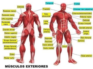Prof. Me. André Moreira Rocha
Anatomia
 