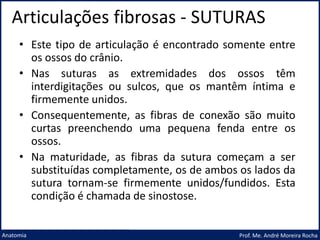 Articulações fibrosas - SUTURAS
Prof. Me. André Moreira Rocha
Anatomia
• Este tipo de articulação é encontrado somente entre
os ossos do crânio.
• Nas suturas as extremidades dos ossos têm
interdigitações ou sulcos, que os mantêm íntima e
firmemente unidos.
• Consequentemente, as fibras de conexão são muito
curtas preenchendo uma pequena fenda entre os
ossos.
• Na maturidade, as fibras da sutura começam a ser
substituídas completamente, os de ambos os lados da
sutura tornam-se firmemente unidos/fundidos. Esta
condição é chamada de sinostose.
 