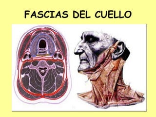 FASCIAS DEL CUELLO
 