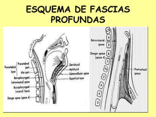 ESQUEMA DE FASCIAS
PROFUNDAS
 
