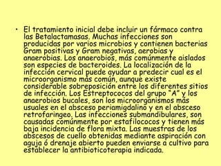 • El tratamiento inicial debe incluir un fármaco contra
las Betalactamasas. Muchas infecciones son
producidas por varios microbios y contienen bacterias
Gram positivas y Gram negativas, aerobias y
anaerobias. Los anaerobios, más comúnmente aislados
son especies de bacteroides. La localización de la
infección cervical puede ayudar a predecir cual es el
microorganismo más común, aunque existe
considerable sobreposición entre los diferentes sitios
de infección. Los Estreptococos del grupo “A” y los
anaerobios bucales, son los microorganismos más
usuales en el absceso periamigdalino y en el absceso
retrofaringeo. Las infecciones submandibulares, son
causadas comúnmente por estafilococos y tienen más
baja incidencia de flora mixta. Las muestras de los
abscesos de cuello obtenidas mediante aspiración con
aguja ó drenaje abierto pueden enviarse a cultivo para
establecer la antibioticoterapia indicada.
 