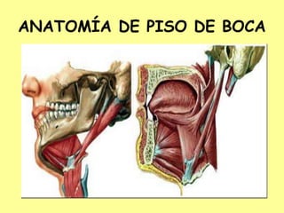 ANATOMÍA DE PISO DE BOCA
 