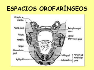 ESPACIOS OROFARÍNGEOS
 