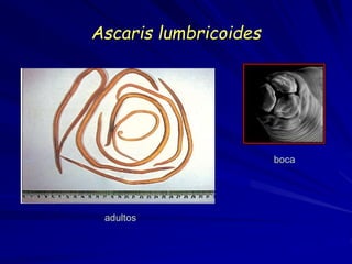 Ascaris lumbricoides
adultos
boca
 