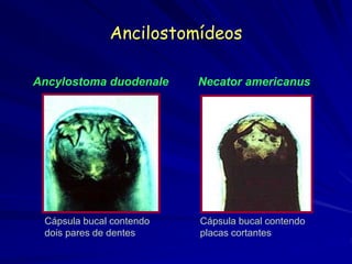 Ancilostomídeos
Ancylostoma duodenale
Cápsula bucal contendo
dois pares de dentes
Cápsula bucal contendo
placas cortantes
Necator americanus
 