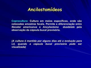 Ancilostomídeos
Coprocultura: Cultura em meios específicos, onde são
colocadas amostras fecais. Permite a diferenciação entre
Necator americanus e Ancylostoma duodelale pela
observação da cápsula bucal provisória.
(A cultura é mantida por alguns dias até a evolução para
L4, quando a cápsula bucal provisória pode ser
visualizada)
 