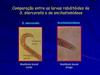 Comparação entre as larvas rabditóides de
S. stercoralis e de ancilostomídeos
Vestíbulo bucal
curto
Vestíbulo bucal
longo
S. stercoralis Ancilostomídeos
Primórdio
genital
Vestíbulo
bucal
 