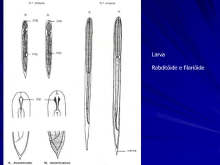 Larva
Rabditóide e filarióide
 