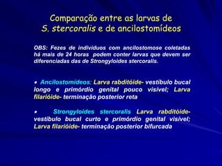 Comparação entre as larvas de
S. stercoralis e de ancilostomídeos
OBS: Fezes de indivíduos com ancilostomose coletadas
há mais de 24 horas podem conter larvas que devem ser
diferenciadas das de Strongyloides stercoralis.
 Ancilostomídeos: Larva rabditóide- vestíbulo bucal
longo e primórdio genital pouco visível; Larva
filarióide- terminação posterior reta
 Strongyloides stercoralis Larva rabditóide-
vestíbulo bucal curto e primórdio genital visível;
Larva filarióide- terminação posterior bifurcada
 