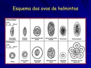 Esquema dos ovos de helmintos
 