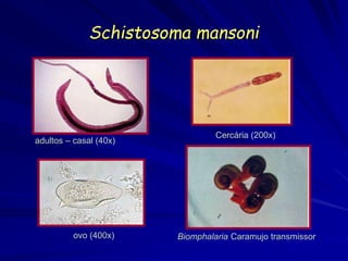 Schistosoma mansoni
adultos – casal (40x)
ovo (400x)
Cercária (200x)
Biomphalaria Caramujo transmissor
 