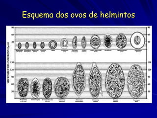 Esquema dos ovos de helmintos
 