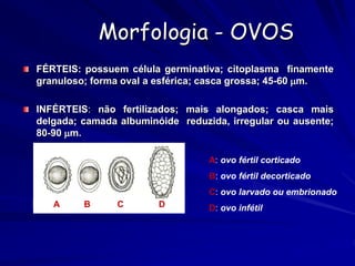 Morfologia - OVOS
FÉRTEIS: possuem célula germinativa; citoplasma finamente
granuloso; forma oval a esférica; casca grossa; 45-60 m.
INFÉRTEIS: não fertilizados; mais alongados; casca mais
delgada; camada albuminóide reduzida, irregular ou ausente;
80-90 m.
A B C D
A: ovo fértil corticado
B: ovo fértil decorticado
C: ovo larvado ou embrionado
D: ovo infétil
 