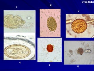 Ovos férteis
1
6
5
4
2
3
 