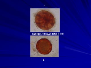 PARECE.!!!!! MAS NÃO É !!!!!
1
2
 