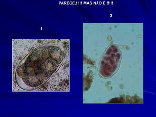 1
2
PARECE.!!!!! MAS NÃO É !!!!!
 