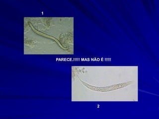 PARECE.!!!!! MAS NÃO É !!!!!
1
2
 