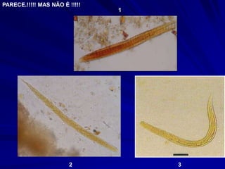 PARECE.!!!!! MAS NÃO É !!!!!
1
2 3
 