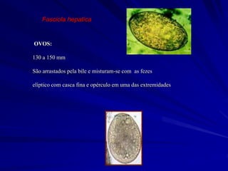 Fasciola hepatica
OVOS:
130 a 150 mm
São arrastados pela bile e misturam-se com as fezes
elíptico com casca fina e opérculo em uma das extremidades
 