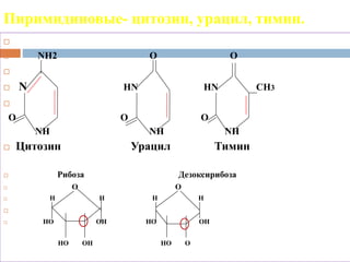 Электронный слайд-лекции №3 Нуклеиновые кислоты.pptx