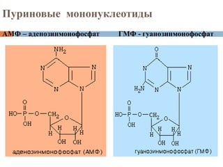 Пуриновые мононуклеотиды
АМФ – аденозинмонофосфат ГМФ - гуанозинмонофосфат


 