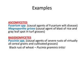 3.ECONOMIC IMPORTANCE OF FUNGI.pptx