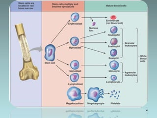 RBC DISORDERS.ppt