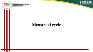 Menstrual cycle
 