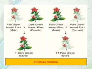 Simple Cytoplasmic Inheritance 3. Post Mendelian concept.pdf