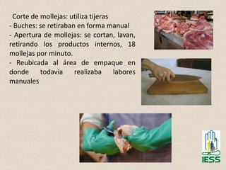47
- Corte de mollejas: utiliza tijeras
- Buches: se retiraban en forma manual
- Apertura de mollejas: se cortan, lavan,
retirando los productos internos, 18
mollejas por minuto.
- Reubicada al área de empaque en
donde todavía realizaba labores
manuales
 