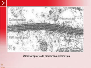 xx/xx
14
Microfotografia da membrana plasmática
 
