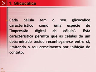  Cada célula tem o seu glicocálice
característico como uma espécie de
"impressão digital da célula". Esta
característica permite que as células de um
determinado tecido reconheçam-se entre si,
limitando o seu crescimento por inibição de
contato.
xx/xx
19
1. Glicocálice
 