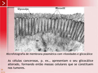 xx/xx
20
Microfotografia de membrana plasmática com vilosidades e glicocálice
As células cancerosas, p. ex., apresentam o seu glicocálice
alterado, formando então massas celulares que se constituem
nos tumores.
 