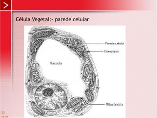 xx/xx
23
Célula Vegetal:- parede celular
 