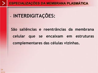 xx/xx
24
ESPECIALIZAÇÕES DA MEMBRANA PLASMÁTICA
- INTERDIGITAÇÕES:
São saliências e reentrâncias da membrana
celular que se encaixam em estruturas
complementares das células vizinhas.
 