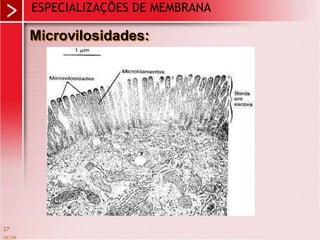 xx/xx
27
Microvilosidades:
ESPECIALIZAÇÕES DE MEMBRANA
 