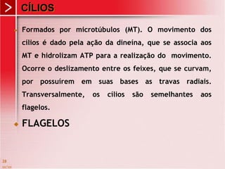 CÍLIOS
 Formados por microtúbulos (MT). O movimento dos
cílios é dado pela ação da dineína, que se associa aos
MT e hidrolizam ATP para a realização do movimento.
Ocorre o deslizamento entre os feixes, que se curvam,
por possuírem em suas bases as travas radiais.
Transversalmente, os cílios são semelhantes aos
flagelos.
 FLAGELOS
xx/xx
28
 