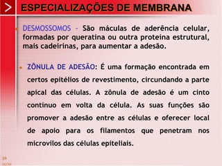 xx/xx
29
ESPECIALIZAÇÕES DE MEMBRANA
 ZÔNULA DE ADESÃO: É uma formação encontrada em
certos epitélios de revestimento, circundando a parte
apical das células. A zônula de adesão é um cinto
contínuo em volta da célula. As suas funções são
promover a adesão entre as células e oferecer local
de apoio para os filamentos que penetram nos
microvilos das células epiteliais.
 DESMOSSOMOS - São máculas de aderência celular,
formadas por queratina ou outra proteína estrutural,
mais cadeirinas, para aumentar a adesão.
 