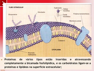 xx/xx
3
 Proteínas de vários tipos estão inseridas e atravessando
completamente a bicamada fosfolipídica, e os carboidratos ligam-se a
proteínas e lipídeos na superfície extracelular;
 