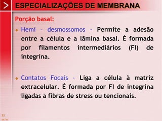 xx/xx
32
ESPECIALIZAÇÕES DE MEMBRANA
Porção basal:
 Hemi – desmossomos - Permite a adesão
entre a célula e a lâmina basal. É formada
por filamentos intermediários (FI) de
integrina.
 Contatos Focais - Liga a célula à matriz
extracelular. É formada por FI de integrina
ligadas a fibras de stress ou tencionais.
 