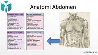 Anatomi Abdomen
• Regio Abdomen
berdasarkan Kuadran:
• Right Upper Quadrant
• Left Upper Quadrant
• Right Lower Quadrant
• Left Lower Quadrant
 