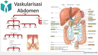 Vaskularisasi
Abdomen
 