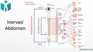 Inervasi
Abdomen
Dorsal motor
nucleus of vagus
Parasympathetic
division
Cranial
Sacral
 