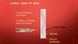 7 cervical (neck)
vertebrae
12 thoracic (middle
back) vertebrae
5 lumbar (low
back) vertebrae
Coccyx
(tailbone)
Lumbar region of spine
Sacrum
Lumbar Spine
 