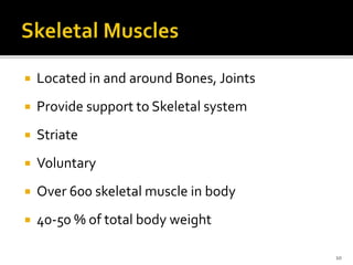  Located in and around Bones, Joints
 Provide support to Skeletal system
 Striate
 Voluntary
 Over 600 skeletal muscle in body
 40-50 % of total body weight
10
 
