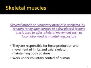Skeletal muscle or “voluntary muscle” is anchored by
tendons (or by aponeuroses at a few places) to bone
and is used to eﬀect skeletal movement such as
locomotion and in maintaining posture
 They are responsible for force production and
movement of limbs and axial skeleton,
maintaining body posture
 Work under voluntary control of human
13
 