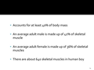  Accounts for at least 40% of body mass
 An average adult male is made up of 42% of skeletal
muscle
 An average adult female is made up of 36% of skeletal
muscles
 There are about 640 skeletal muscles in human boy
14
 