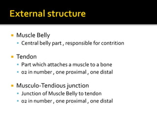  Muscle Belly
 Central belly part , responsible for contrition
 Tendon
 Part which attaches a muscle to a bone
 02 in number , one proximal , one distal
 Musculo-Tendious junction
 Junction of Muscle Belly to tendon
 02 in number , one proximal , one distal
 