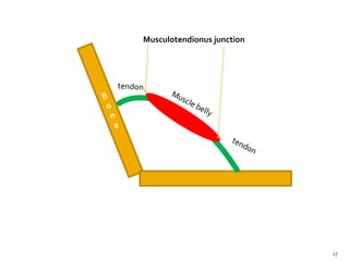 Musculotendionus junction
17
 